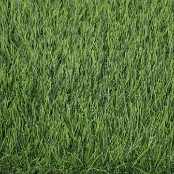 نجيله صناعية بارما بلس أخضر - 40 ملم